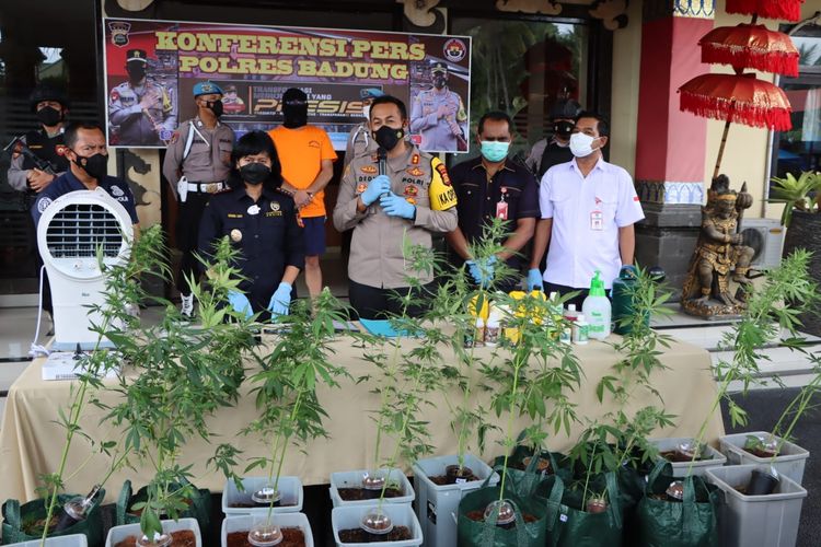 Police seized about 19 weed plants of the Cannabis sativa variant during the arrest late last month. Photo: Polres Badung