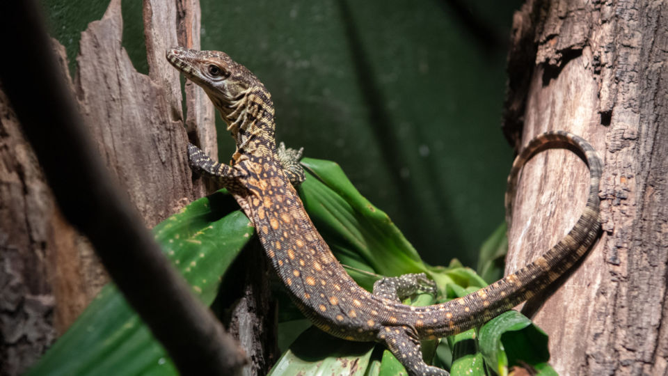 The successful breeding was announced by the Bronx Zoo earlier this month. Photo: Julie Larsen Maher © Bronx Zoo/WCS