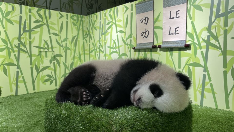 Le Le the baby panda snoozes at the Giant Panda Forest in River Wonders. Photo: Mandai Wildlife Group
