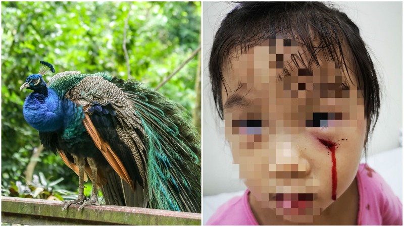 At left, a peacock at Singapore’s Jurong Bird Park and at right, the bruised-up three-year-old who was attacked on Sunday. Photos: Rigels, Kris Chan/Facebook 
