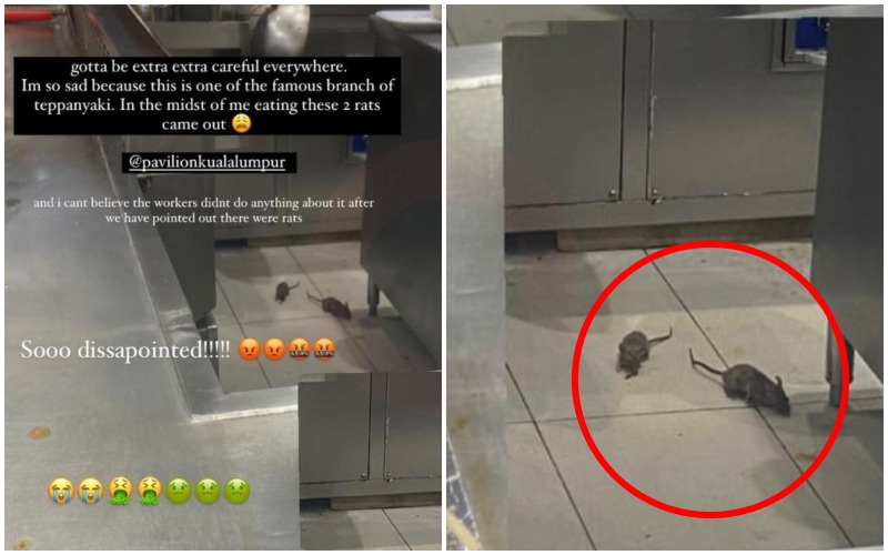 Rats at the Teppanyaki restaurant at Pavilion Kuala Lumpur. Photo: Sarahshimmers/Instagram
