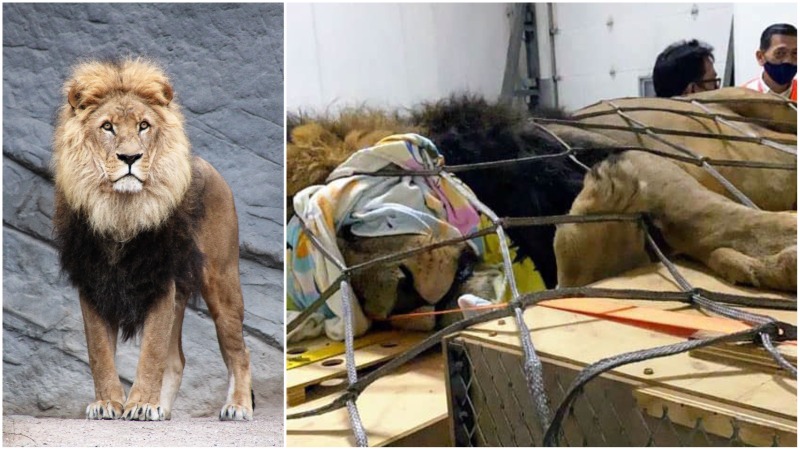 A sedated black-maned lion is confined by cargo netting in Singapore. 