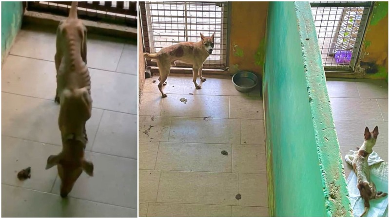 Starved dogs at a kennel in Lim Chu Kang. Photo: Chained Dog Awareness in Singapore/Facebook
