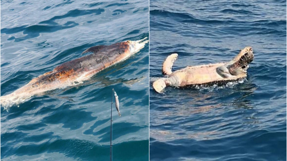 A dolphin and turtle found floating the gulf this past weekend. 