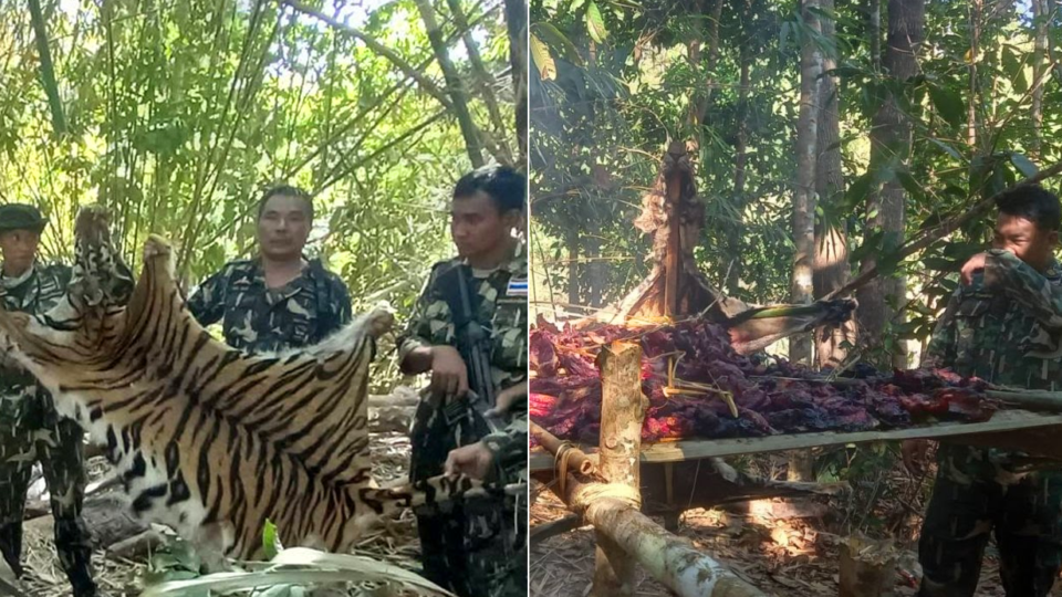 Park rangers recover tiger pelts and meat on a grill in January 2022. Photos: Department of National Parks, Wildlife and Plant Conservation