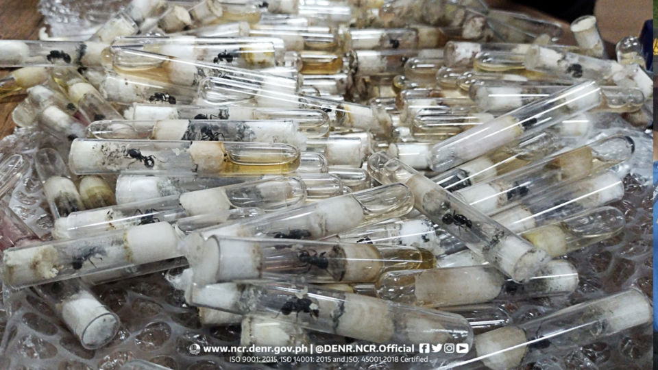 Image: Department of Environment and Natural Resources