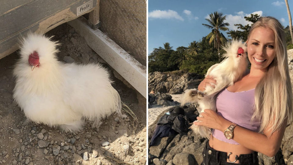 Help reunite this woman with her beloved Silkie chicky. Photo: Marion Fernandez / Facebook