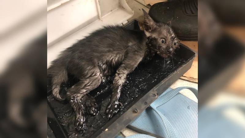 A 3-month-old kitten caught in a glue trap at a Tampines Street 81 wet market. Photo: Grace Chai
