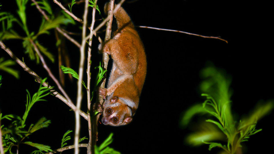 A 2016 file photo of a sunda slow loris in the Kaeng Krachan National Park. Photo: Rushen / CC BY-SA 2.0