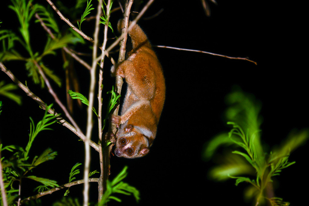 Wildlife trafficker nabbed in deep south sold animals over Line: Thai ...