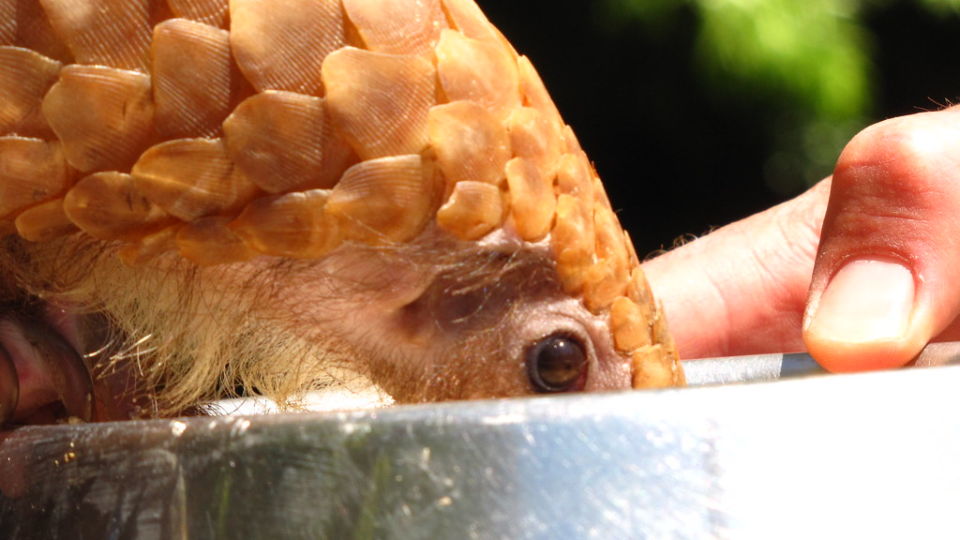 Pangolin feeding in a 2011 file photo. Photo: Eileenmak / CC by 2.0