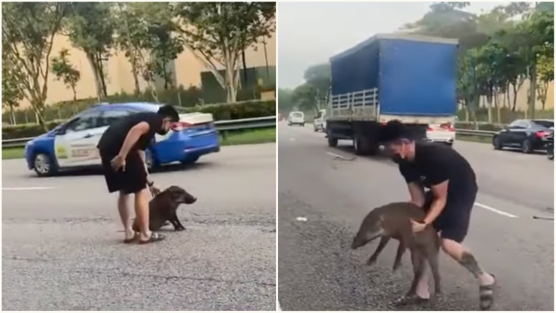  A man carries a wild boar out of the middle of an expressway to safety yesterday. Images: SG Road Vigilante/Facebook
