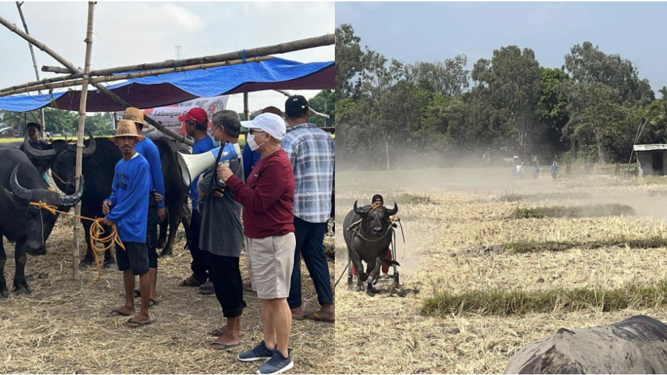 Townsfolk of Samal, Bataan participate in a traditional carabao race two years after it was halted due to the COVID-19 pandemic. Images: Aida Macalinao