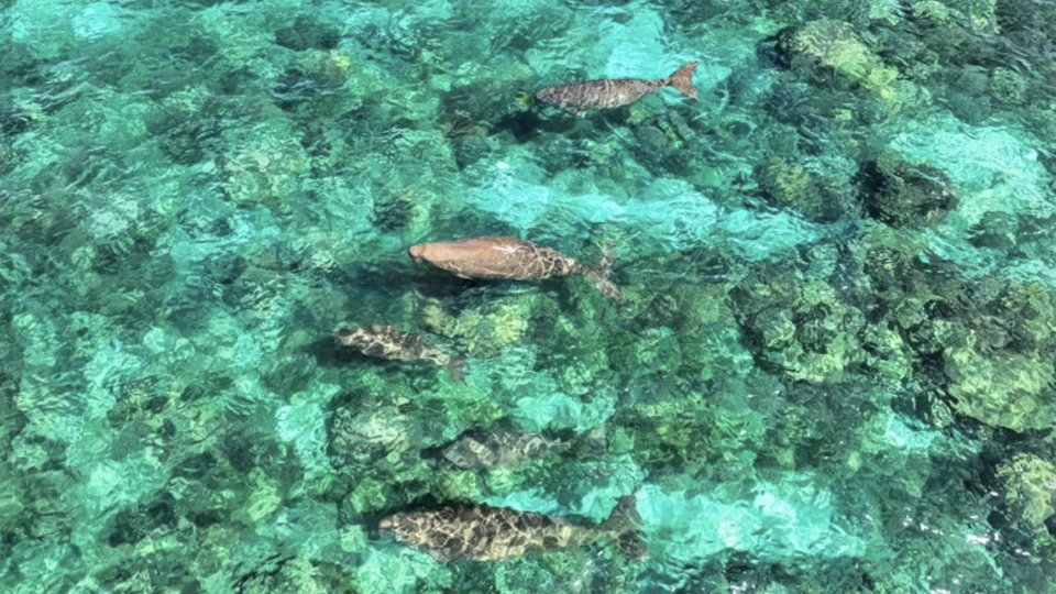 Dugong or sea cows were spotted off Sarangani Bay coast. Image: DENR Region 12