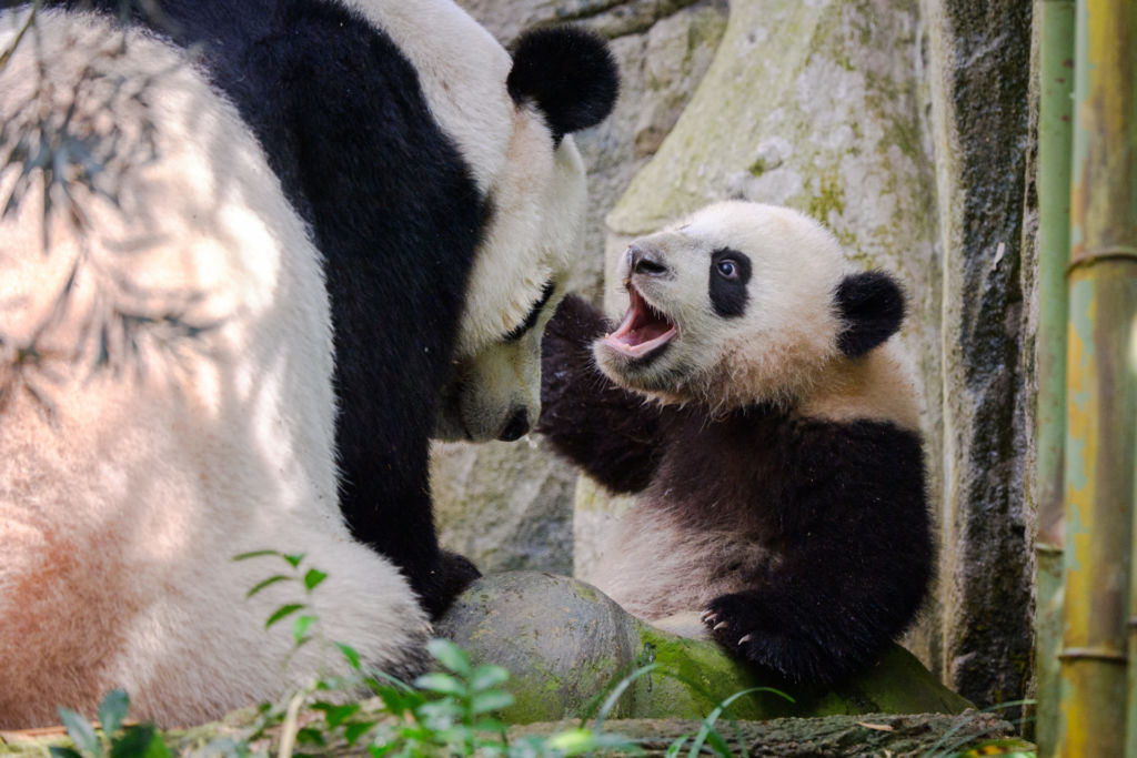 Singapore’s baby panda ‘Le Le’ showing off its chomps. Photo: Mandai Wildlife Group