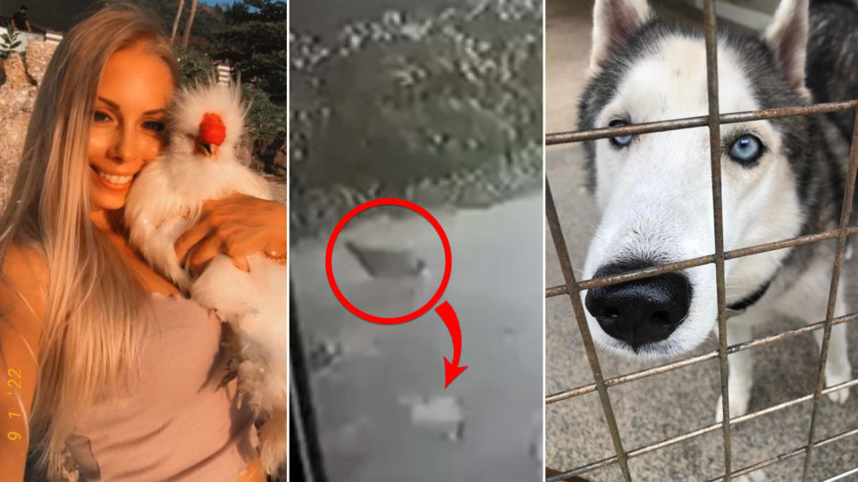 From left: Marion Fernandez of Portugal cradles her Silkie chickie ‘Peep,’ security camera image of Peep’s final moments, and the hungry husky who ate him. Images: Marion Fernandez.