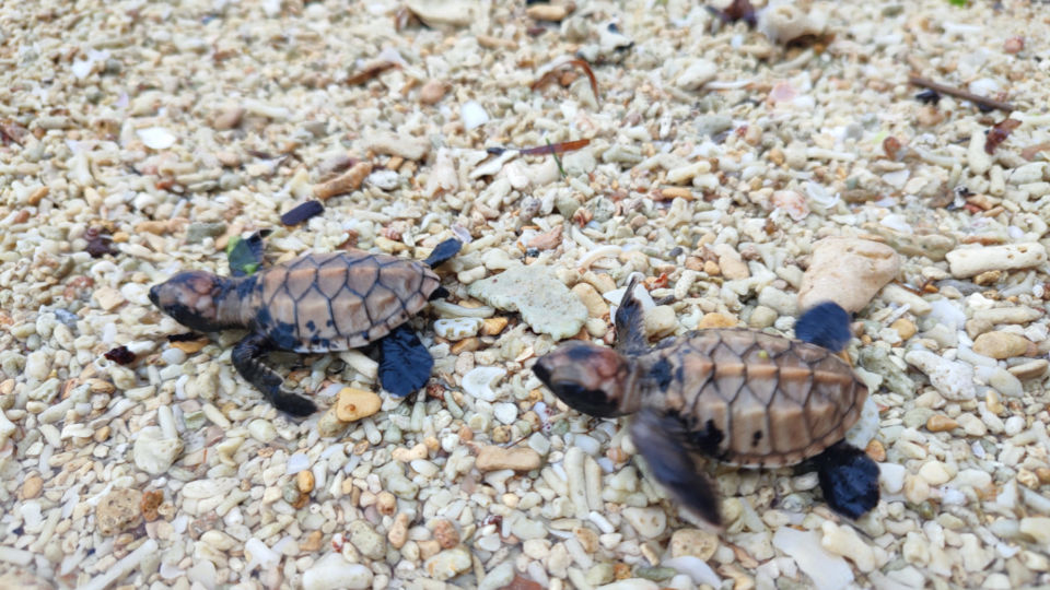 Image: DENR Bicol (Facebook)