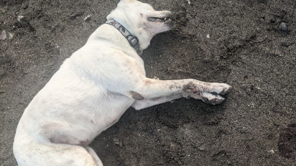 Old Putih, one of the beach dogs in Berawa, Canggu, was found dead on March 22, 2022, in Perancak Beach. The poor canine was poisoned amongst several beach dogs – all of whom were loved and cared for by locals. Photo: Obtained.