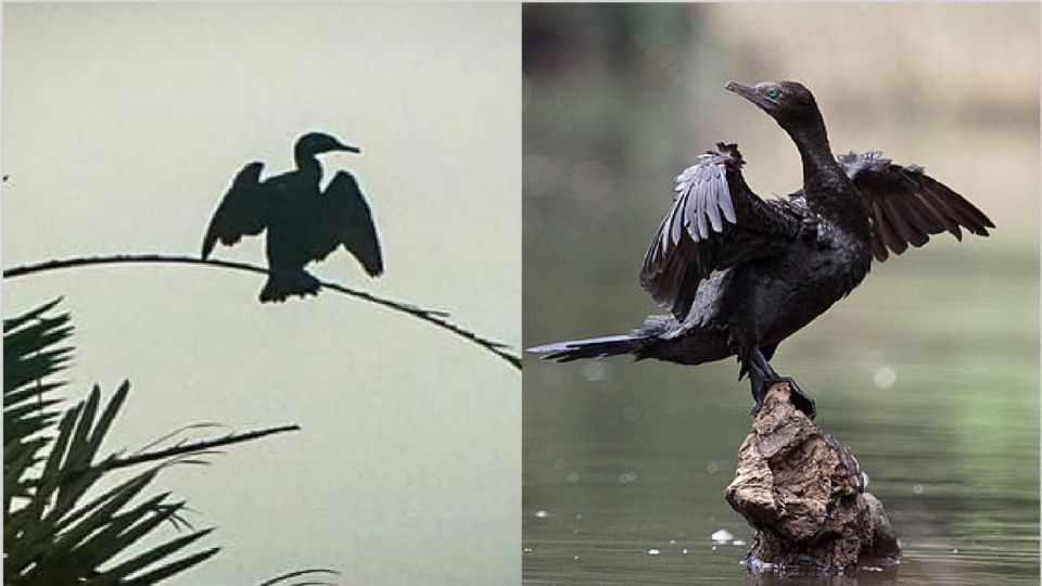 A Little Black Cormorant was sighted in Zamboanga. Images: DENR / David Lochlin