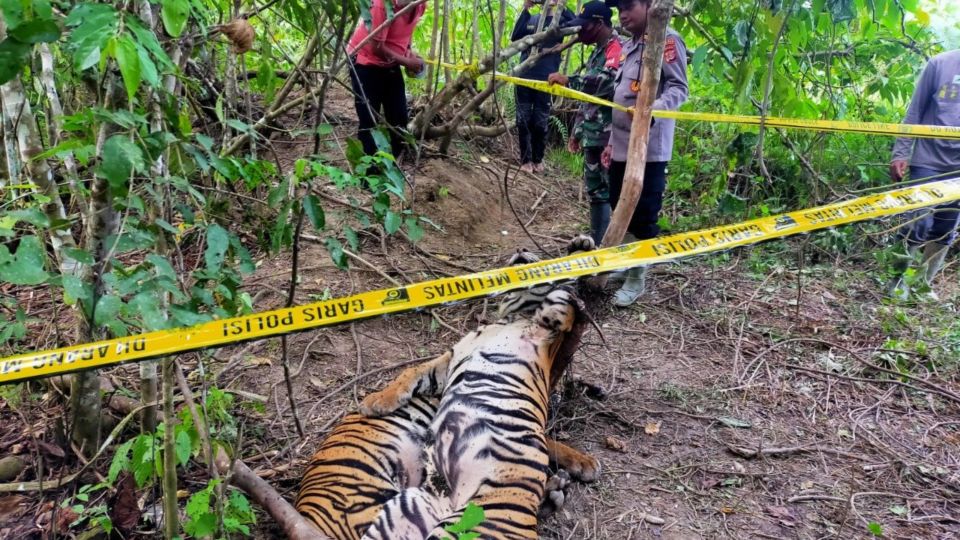 An adult Sumatran tiger and a cub snared by a boar trap in East Aceh. Photo: East Aceh Police Department