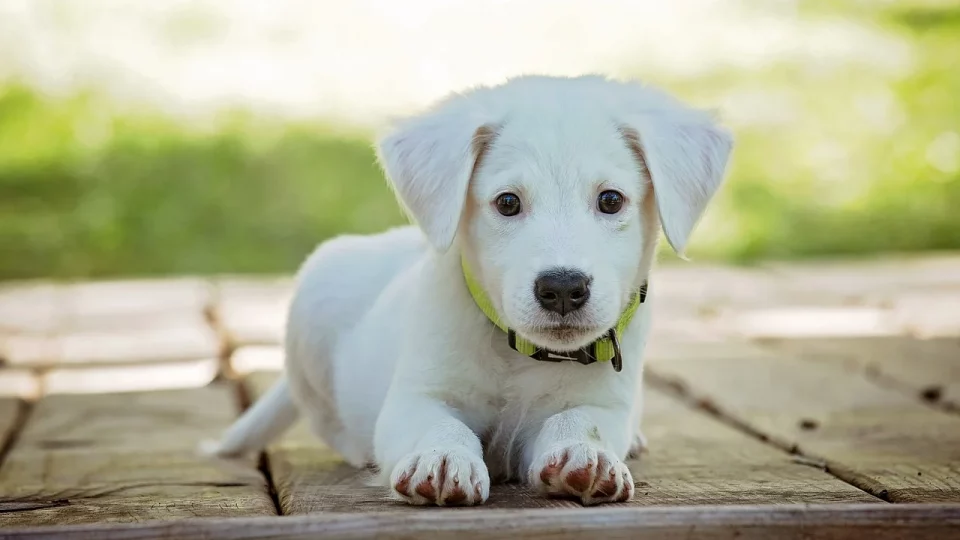  Authorities will look at “scientific evidence” before ordering the handover of pets for infectious disease control, the city’s no. 2 health official said on Thursday. 