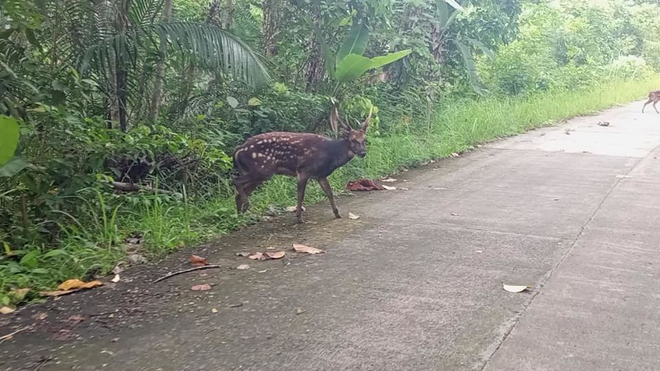 A rare Visayan deer was spotted in a nature reserve. There are less than 2,500 individuals in the wild. Image: Inverts PH