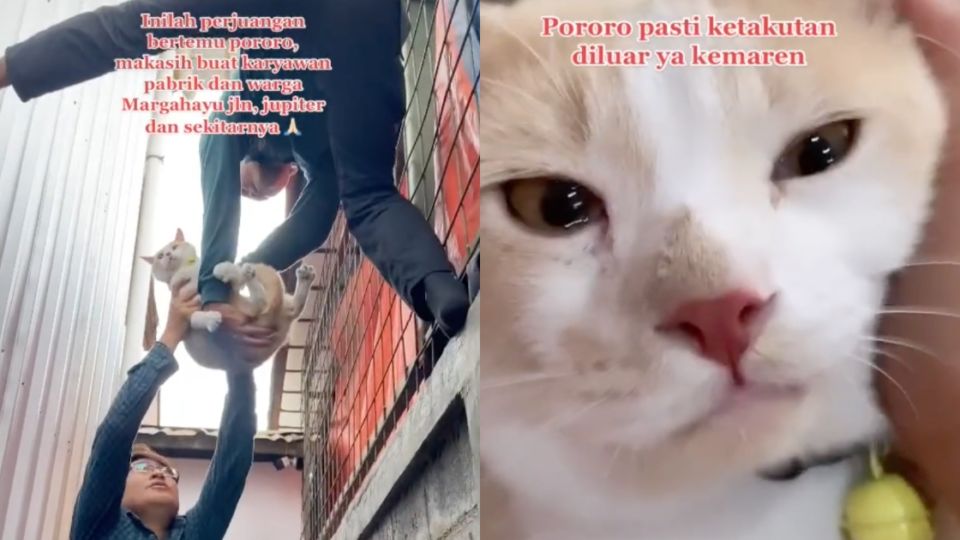 Over the weekend, Indonesian netizens were praying for the safe return of Pororo, an orange-and-white cat who’s online famous for his adorable fancy costumes, after he went missing on Saturday. Thankfully, he was found the next day and has since returned to his owner-slash-employer. Screenshots from TikTok/@cicichania96