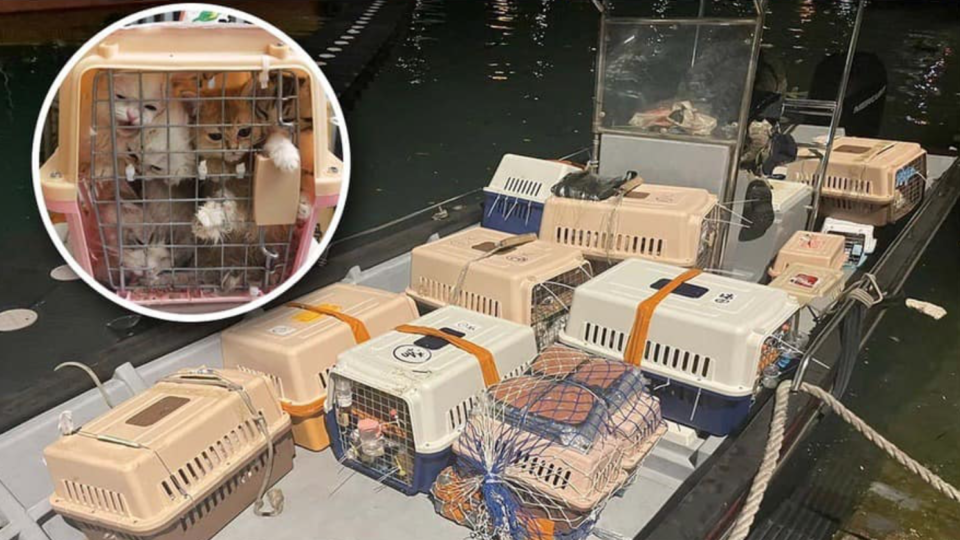 A man has been arrested on suspicion of smuggling 136 pedigree cats and dogs into Hong Kong. Photo: Facebook/Hong Kong Police