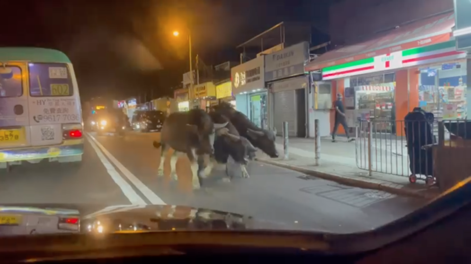 A herd of five cattle was filmed trotting down the road in Kam Tin in Yuen Long.  (Screengrab of Facebook video)