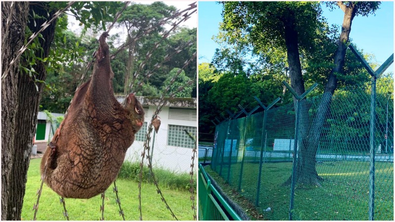 At left, the Malayan Colugo rescued on Sunday, and the fence near the Swiss Embassy in Bukit Timah this morning, at right. Photos: Robin Hicks, Hana Cha
