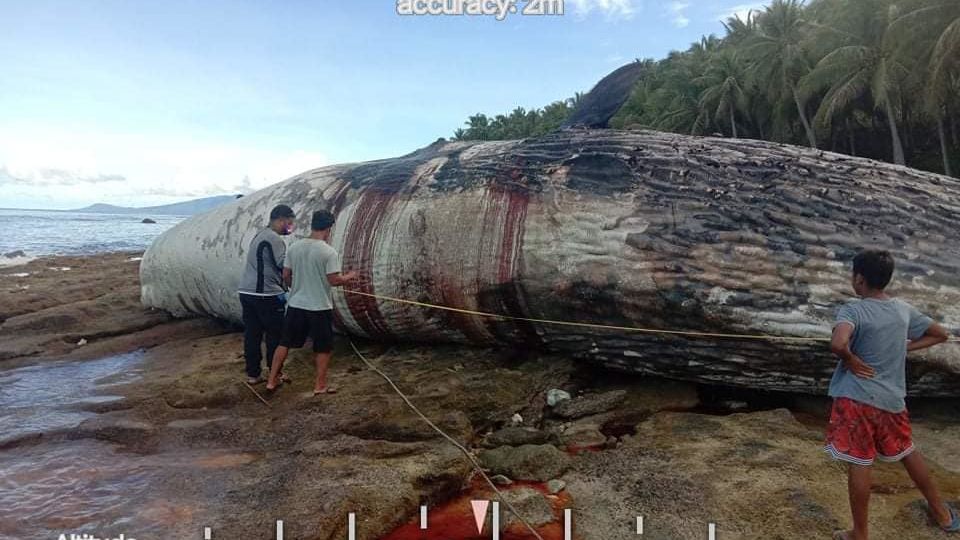 A lifeless sperm whale washed up on the shore of Davao Oriental. Image: DENR Davao