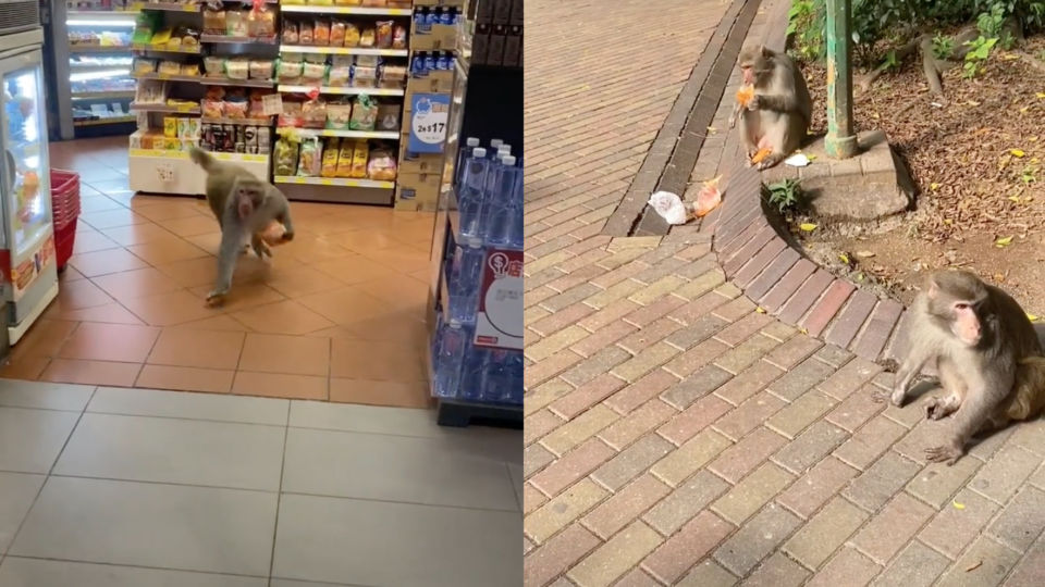 Screengrab of an internet video showing a monkey “stealing” bread from a convenience store in Hong Kong.