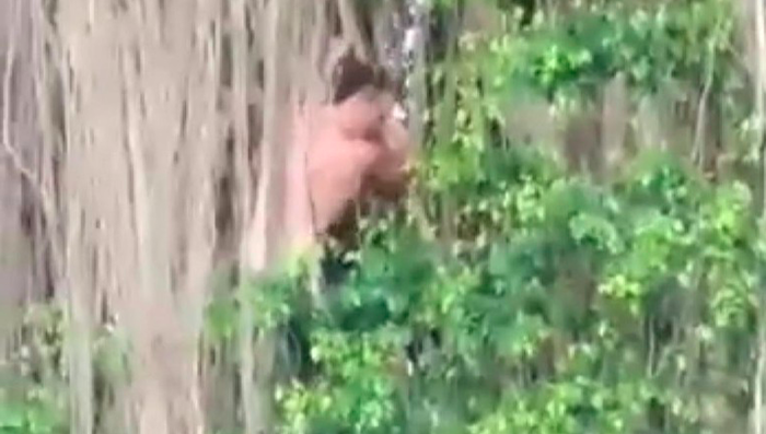 Video screen grab of an Aussie bloke climbing a sacred banyan tree in Tabanan, Bali.