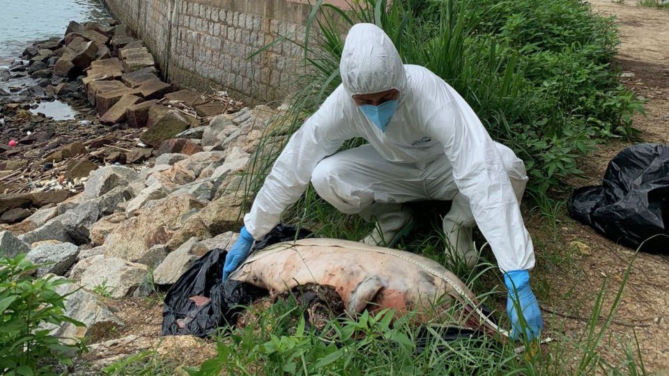 The carcass of a baby Chinese white dolphin was found on a beach on Discovery Bay on June 21, 2022. Photo: Hong Kong Ocean Park Conservation Foundation