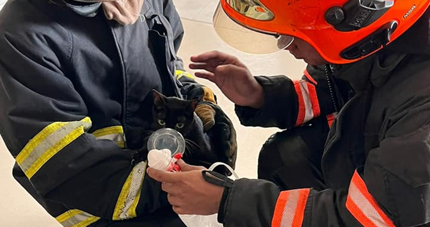 Firefighters giving oxygen to a black cat. Photo: SCDF/Facebook
