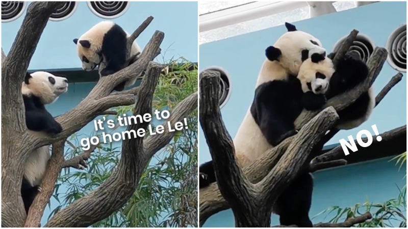 Jia Jia struggles to coax Le Le down from a tree in still images taken from video. Images: Djesslye/YouTube
