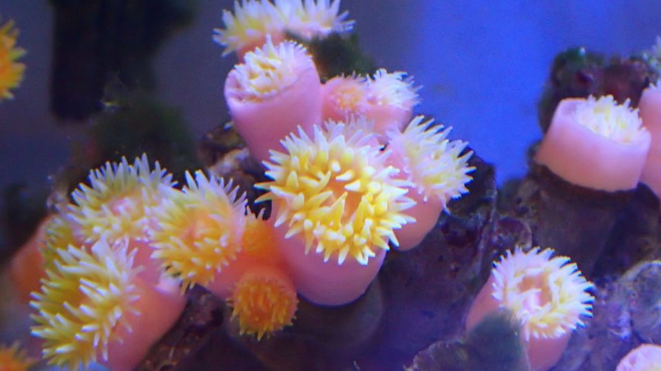 A colony of Tubastraea violacea with extended tentacles. Photo: Hong Kong Baptist University