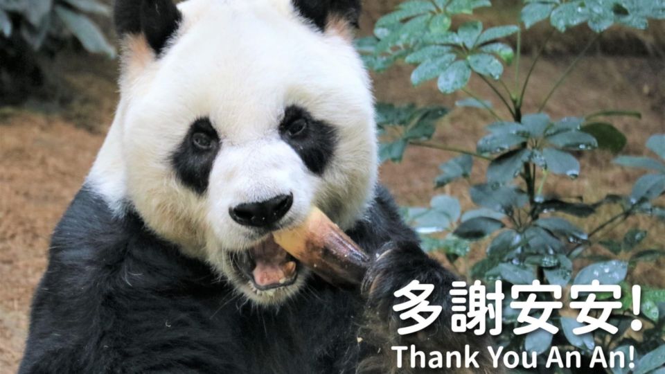 Hong Kong’s giant panda An An died on Thursday at the age of 35. Photo: Facebook/Ocean Park