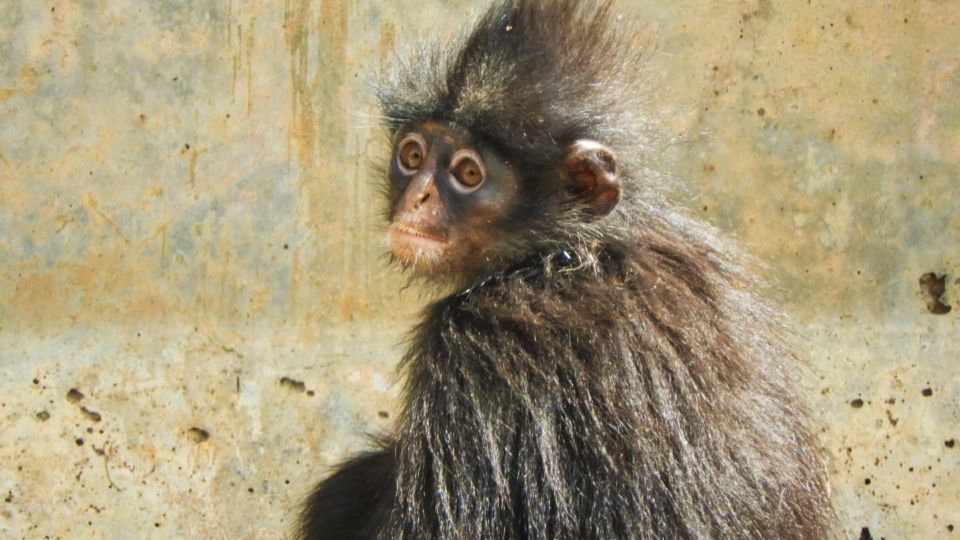 The juvenile Raffles’ banded langur was stuck in a storm drain for 24-hours before a team from animal welfare group ACRES was able to rescue her and return her to the forest.  Photo: ACRES