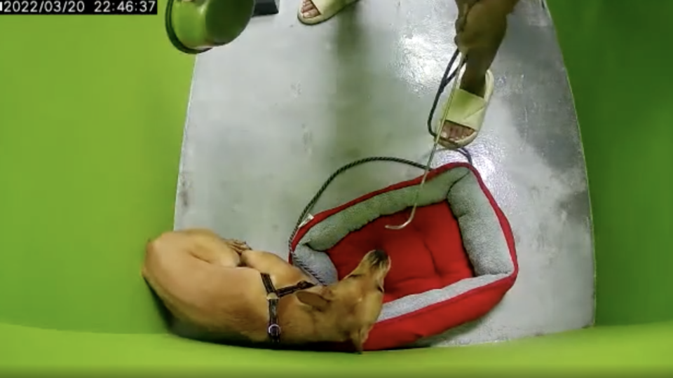 A brown puppy is abused by a man caught on surveillance tape in March. Photo: Chained Dog Awareness/Instagram
