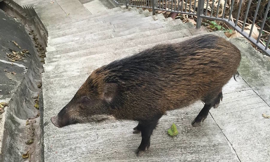 A wild boar in Hong Kong. Photo: Sandra Kwong