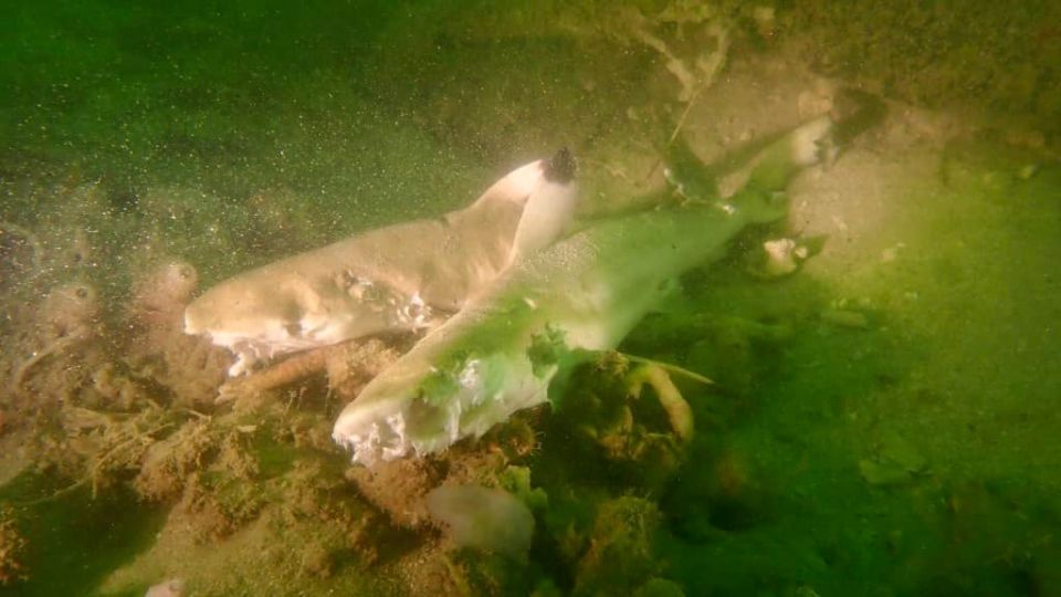 Two dead Blacktip sharks in Pulau Hantu waters. Photo: Robert Tan/Facebook
