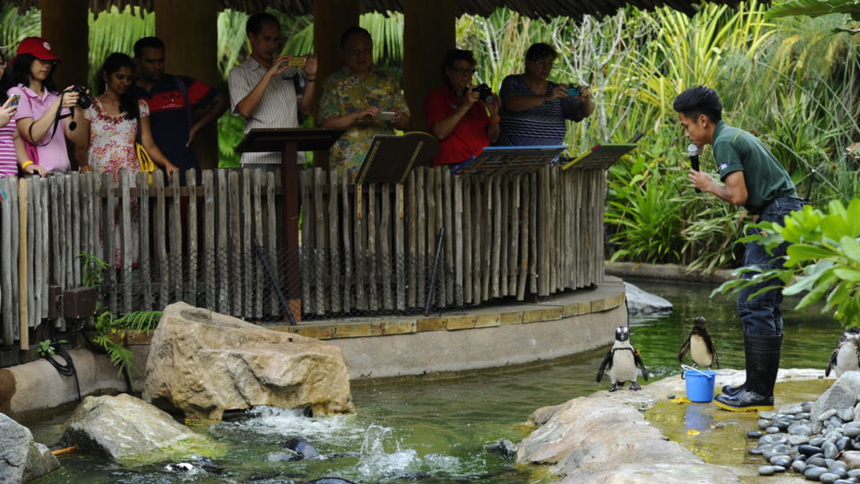 A penguin show at Jurong Bird Park. Photo: Mandai Wildlife Group
