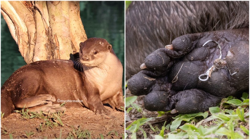 The missing otter and a fish hook to its paw. Photos: Myottermelon/Facebook, OtterWatch/Facebook
