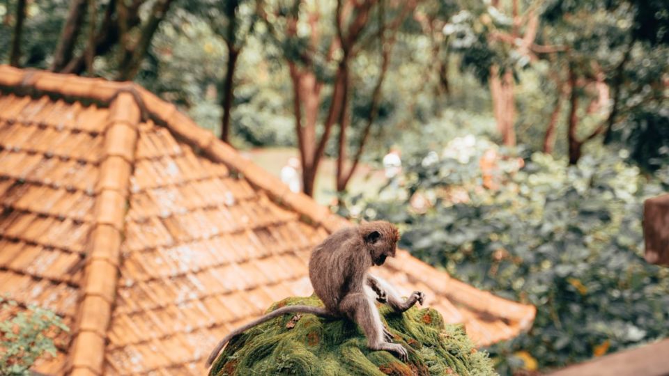 File photo of a long-tailed macaque at Ubud Monkey Forest. Photo: Unsplash/Radoslav Bali.