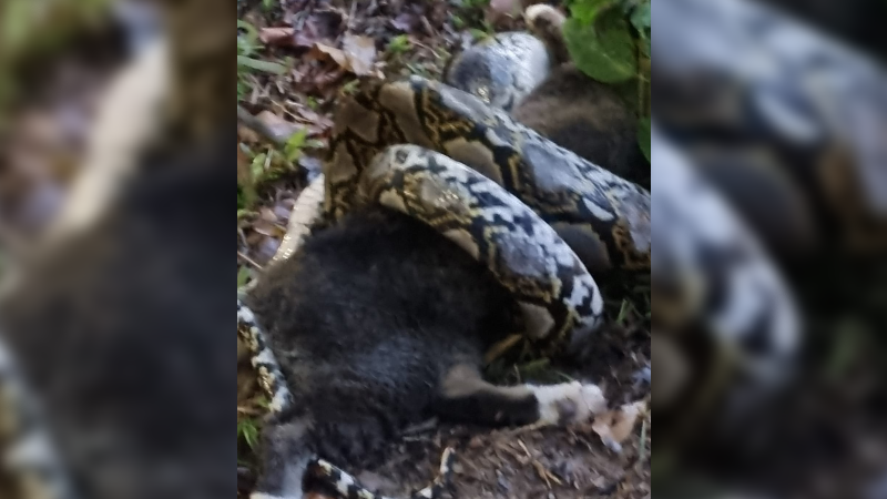 The cat found dead on Sunday after being strangled by a snake. Photo: Julie Chong/Facebook
