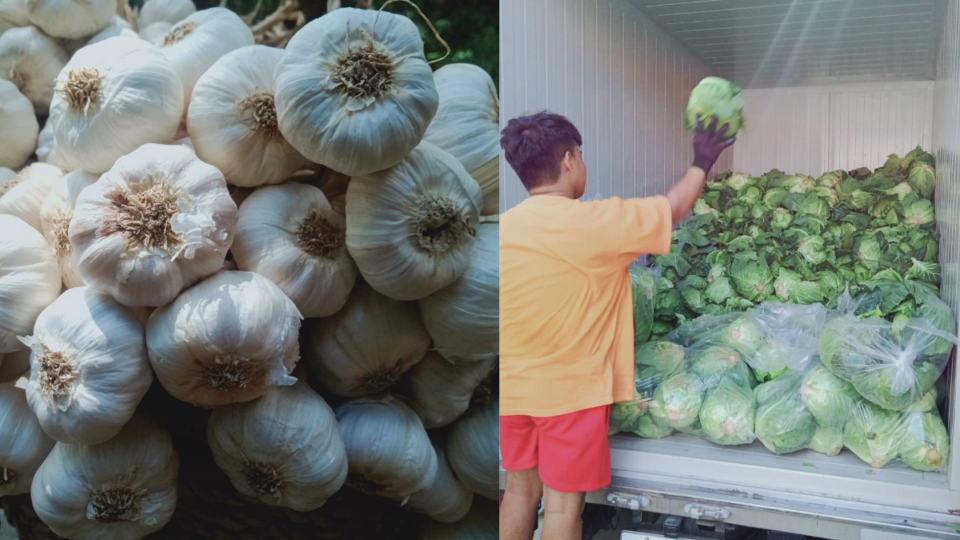 Images of local garlic and cabbage. Credit: Rural Rising Philippines