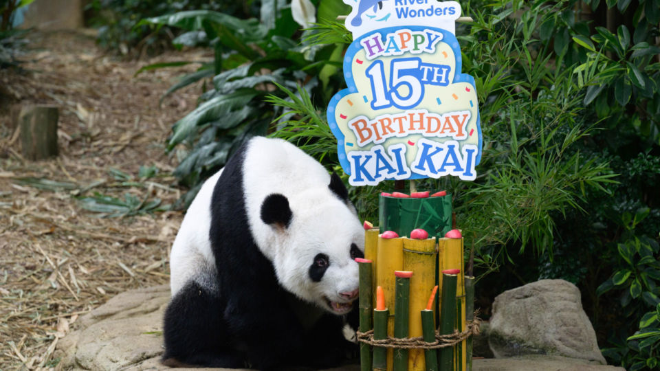 Panda-dad Kai Kai enjoying his bamboo cake for his 15th birthday. Photo: Mandai Wildlife Group
