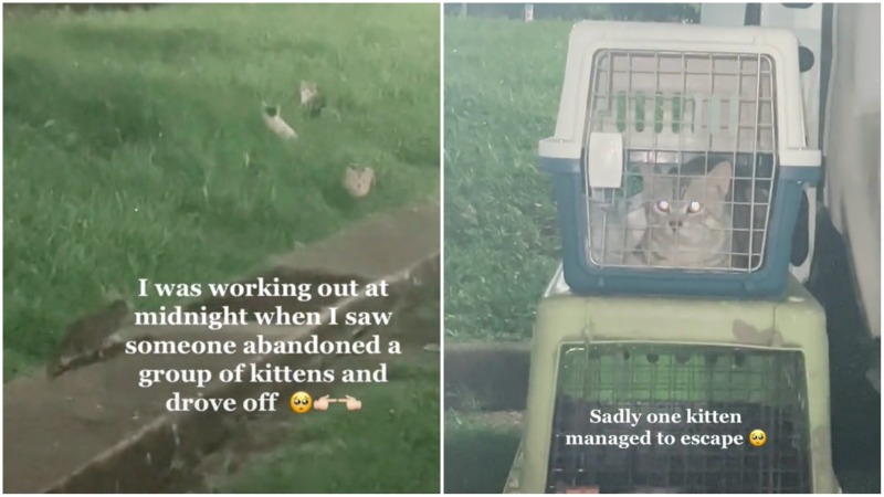 The TikTok showing the five cats abandoned at Marsiling Park late at night. Photos: @Imsafuw/TikTok
