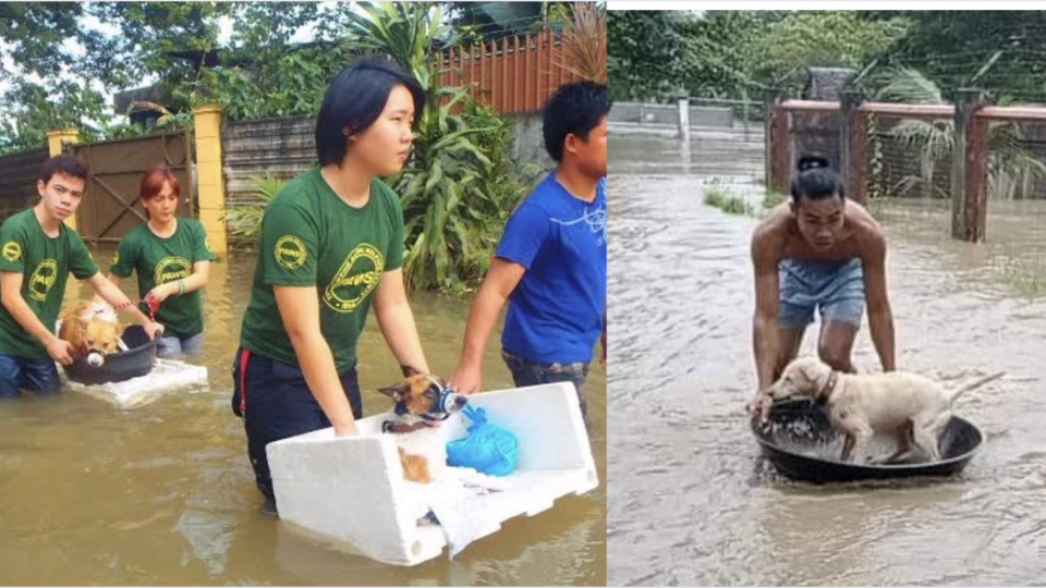 Images: Philippine Animal Welfare Society / Aklan Animal and Rehabilitation Center